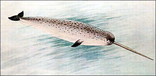 Нарвал (Monodon monoceros). Рисунок, картинка киты