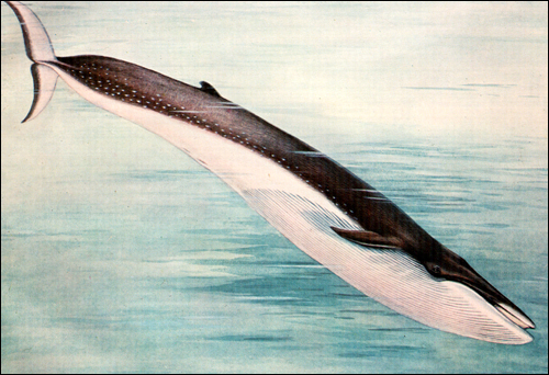 Финвал (Balaenoptera physalus). Рисунок, картинка киты