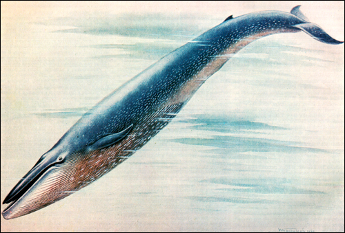 Синий кит, голубой кит (Balaenoptera musculus). Картинка, рисунок животные