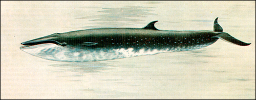 Сейвал (Balaenoptera borealis). Фото, фотография киты
