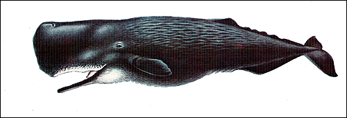 Кашалот (Physeter catodon). Рисунок, картинка киты