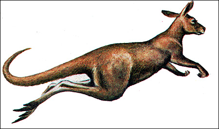 Прыгающий кенгуру. Рисунок, картинка сумчатые животные