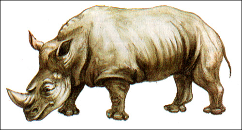 Носорог (Rhinoceros). Рисунок, картинка животные