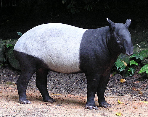 Чепрачный тапир, малайский тапир (Tapirus indicus). Фото, фотография картинка непарнокопытные животные