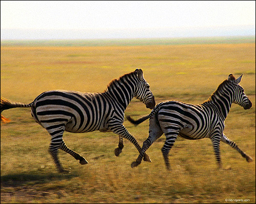 Бегущие зебры. Фото, фотография картинка животные