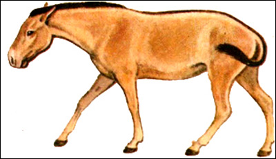  (Equus hemionus). ,   