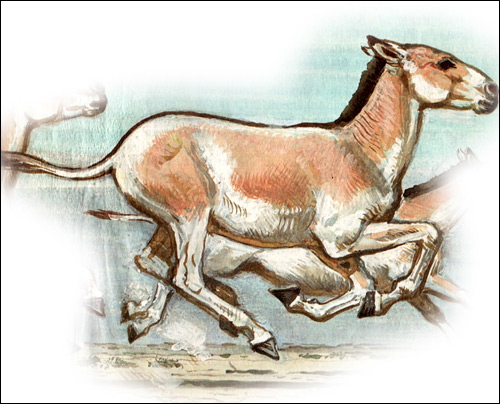   (Equus hemionus). ,   