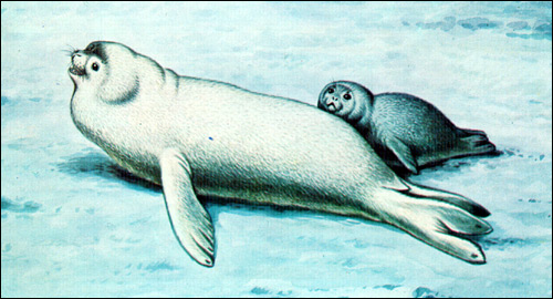 Тюлень Росса (Ommatophoca rossi). Рисунок, картинка ластоногие животные