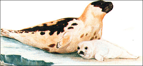 Гренландский тюлень (Pagophilus groenlandicus). Картинка, рисунок ластоногие животные