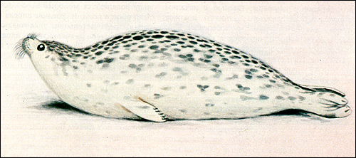 Каспийский тюлень, нерпа  (Pusa caspica), Рисунок, картинка ластоногие животные