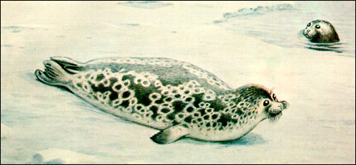 Атлантическая кольчатая нерпа, тюлень (Pusa hispida). Рисунок, картинка ластоногие животные