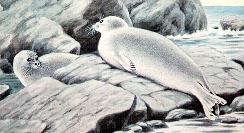 Байкальский тюлень, байкальская нерпа (Pusa sibirica). Рисунок, картинка ластоногие животные