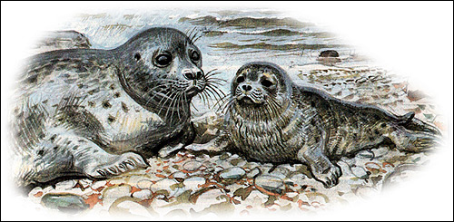 Длинномордый тюлень, серый тюлень (Halichoerus grypus). Картинка, рисунок ластоногие животные