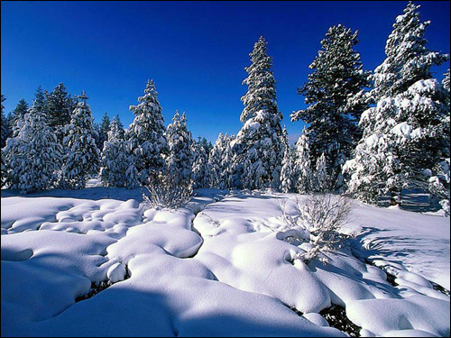 Хвойный лес. Зима. Зимний лес. Фото, фотография природа