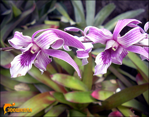 Орхидеи. Сад орхидей о. Бали. Фото, фотография картинка цветы