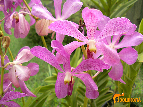 Орхидеи. Парк орхидей о. Бали. Фото, фотография картинка цветы