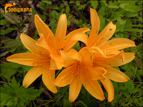 Желтые саранки. Фото, фотография картинка цветы