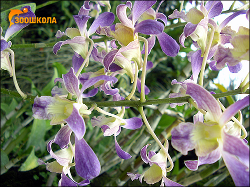 Орхидеи. Парк орхидей о. Бали. Фото, фотография картинка цветы