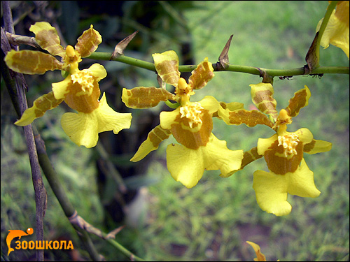 Желтая орхидея. Парк орхидей о. Бали. Фото, фотография картинка цветы