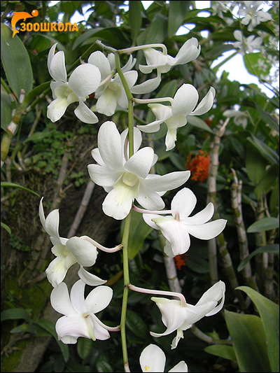 Белые орхидеи. Парк орхидей о. Бали. Фото, фотография картинка цветы