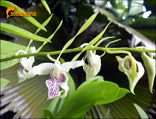 Орхидея. Парк орхидей о. Бали. Фото, фотография картинка цветы