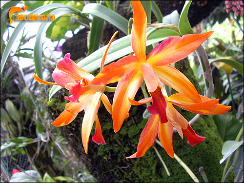 Оранжевые орхидеи. Парк орхидей о. Бали. Фото, фотография картинка цветы