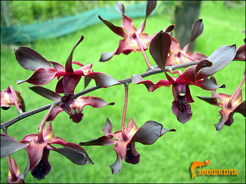 Бордовые орхидеи. Парк орхидей на о. Бали. Фото, фотография картинка цветы