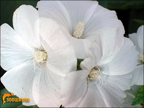 Белые цветы. Фото, фотография картинка