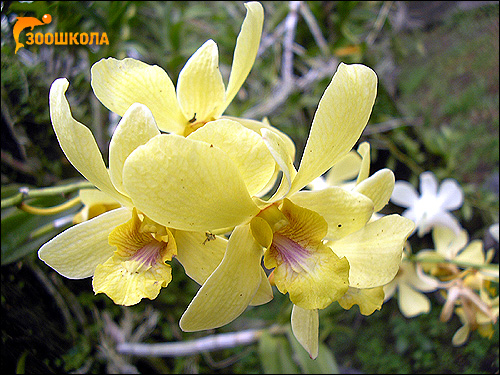 Желтые орхидеи. Парк орхидей о. Бали. Фото, фотография картинка цветы