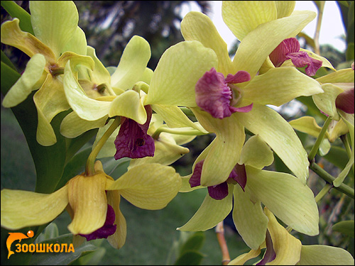 Желтые орхидеи. Парк орхидей о. Бали. Фото, фотография цветы