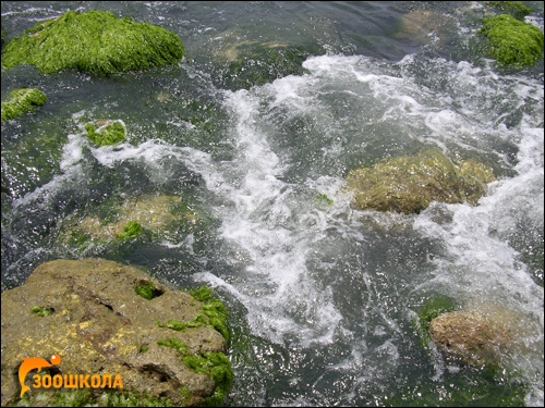 Камни, поросшие зелеными водорослями. Фото, фотография картинка море
