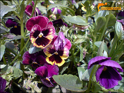 Анютины глазки (Viola tricolor). Фото, фотография цветы