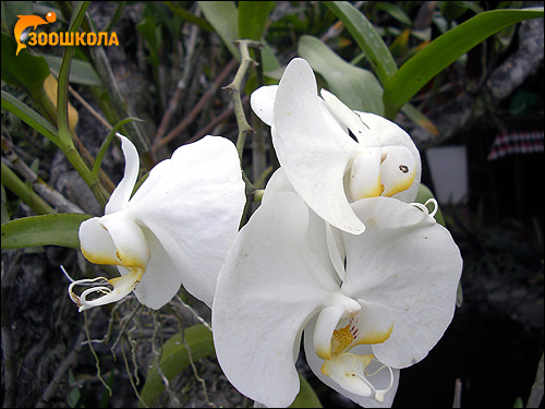 Белые орхидеи. Парк орхидей о. Бали. Фото, фотография цветы