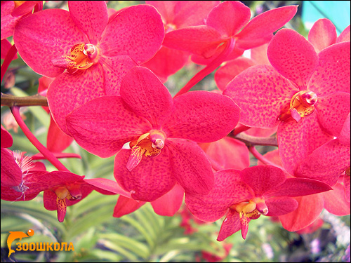 Красные орхидеи. Парк орхидей о. Бали. Фото, фотография цветы