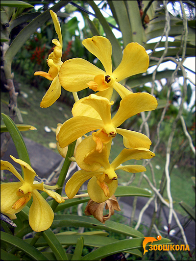 Орхидея. Парк орхидей о. Бали. Фото, фотография цветы