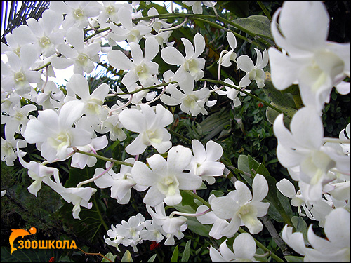 Белые орхидеи. Парк орхидей о. Бали. Фото, фотография цветы