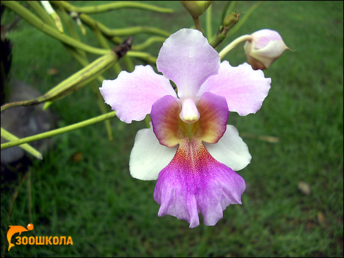Орхидея. Парк орхидей о. Бали. Фото, фотография цветы