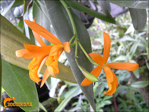 Оранжевые орхидеи. Парк орхидей о. Бали. Фото, фотография цветы