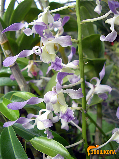 Орхидеи. Парк орхидей о. Бали. Фото, фотография цветы