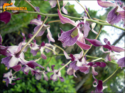 Орхидеи. Парк орхидей о. Бали. Фото, фотография цветы