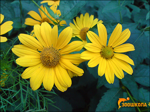 Желтые цветы. Фото, фотография цветы