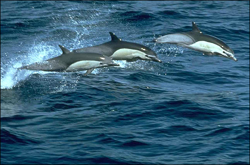 Дельфин-белобочка (Delphinus delphis). Фото, фотография картинка