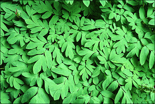 Зеленые листья. Фото, фотография