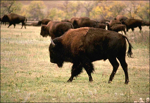 Бизон (Bison bison). Фото, фотография парнокопытные животные