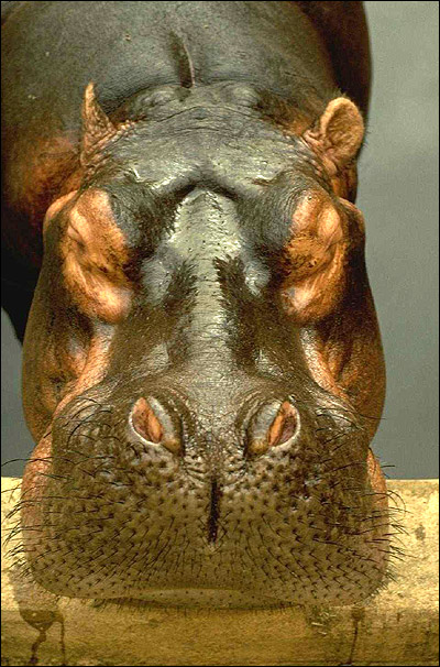 Бегемот, или гиппопотам (Hippopotamus amphibius). Фото, фотография