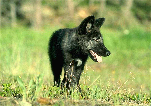 Черный волчонок. Фото, фотография хищные животные