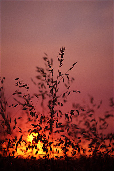 Трава. Закат. Фото, фотография