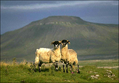 Черноголовые овцы на фоне гор. Фото, фотография