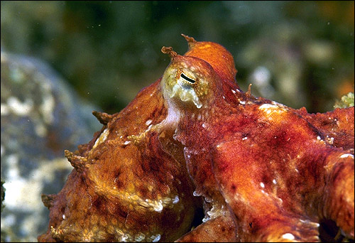  (Octopus vulgaris). , 