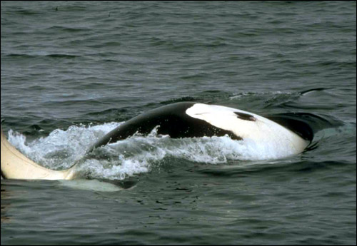 ,    (Orcinus orca). , 